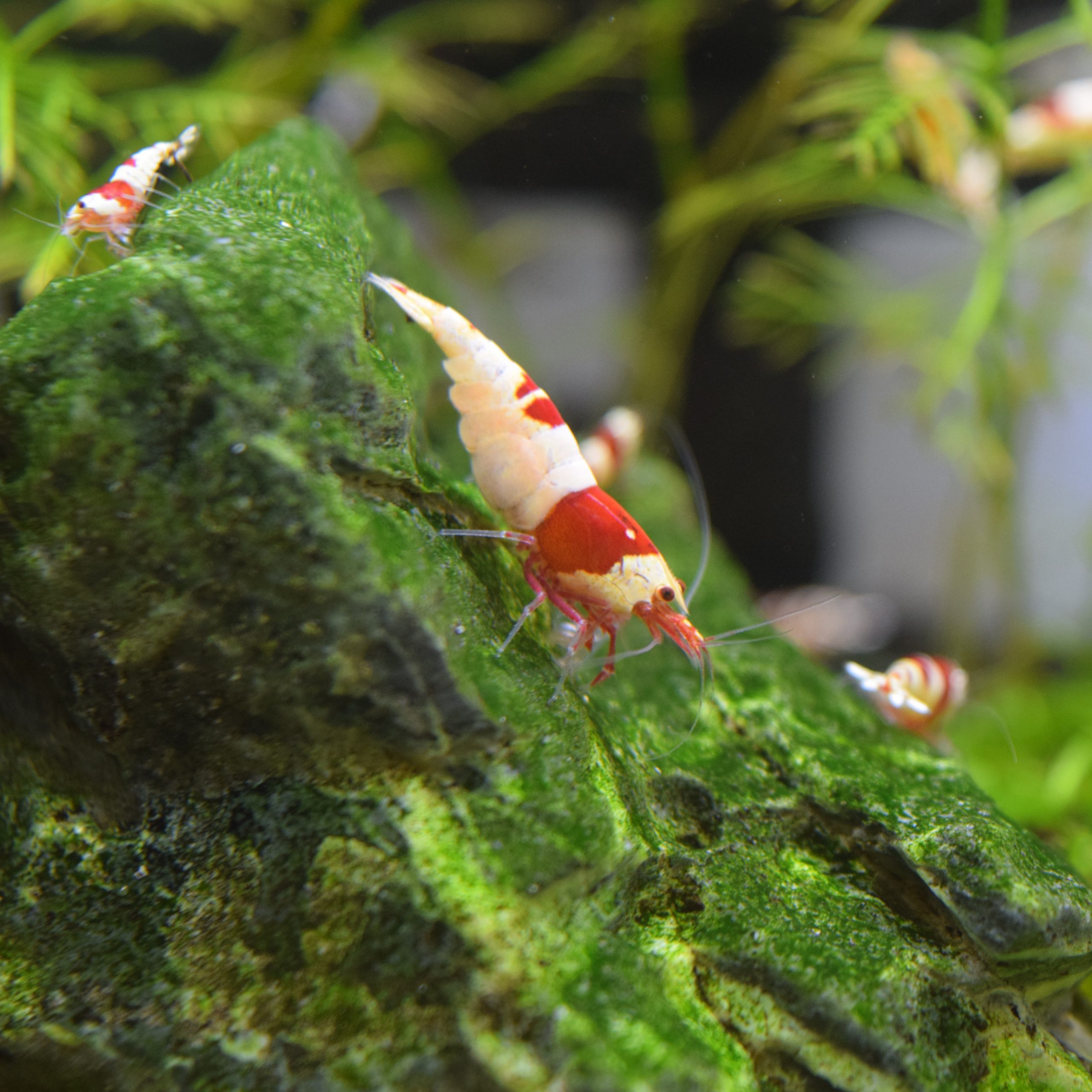 crevette caridina