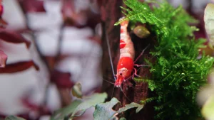  Crevettes Caridina (Crystal Red