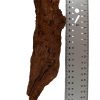 Racine mangrove XS 12-15CM HOBBY