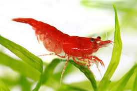 Crevettes Red Cherry (Neocaridina davidi)