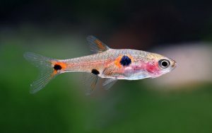 Rasbora nain