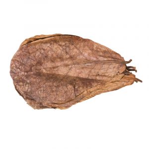 Feuille de Catappa (Lot de 10)